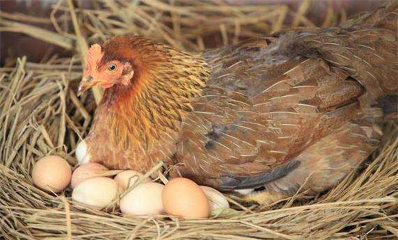 怎样使母鸡多产蛋