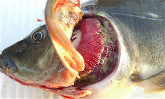 鱼烂鳃病的主要症状