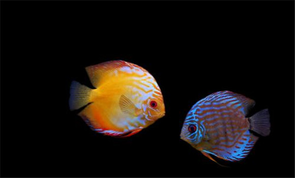 卵生热带鱼怎么繁殖