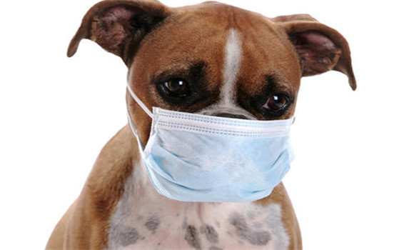 犬副流感的临床症状