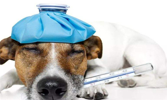 犬副流感的流行特点