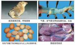 鸡传染性支气管炎症状表现有哪些