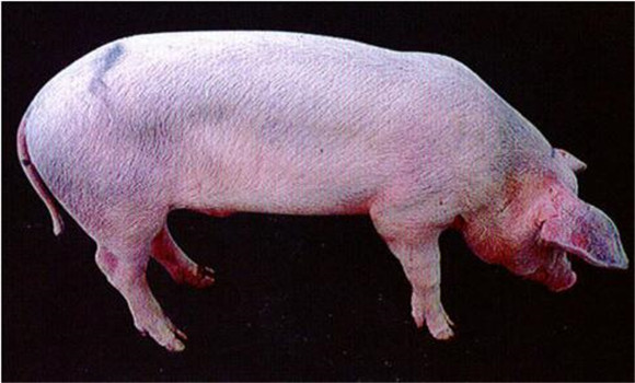 猪繁殖与呼吸综合征的症状