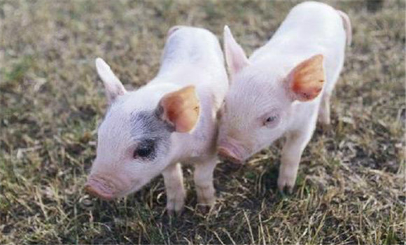 猪繁殖与呼吸综合征的治疗方法