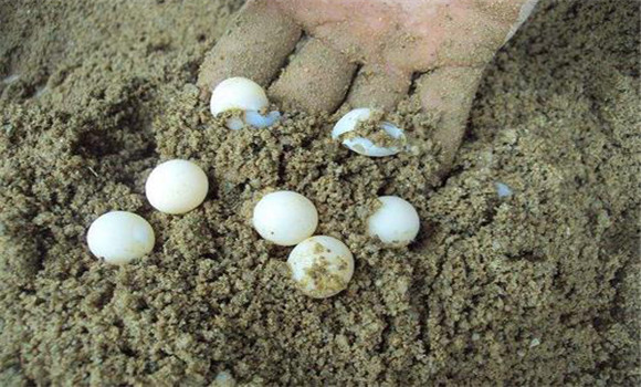 乌龟卵的收集方法