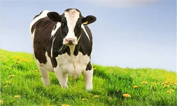 奶牛的产前管理