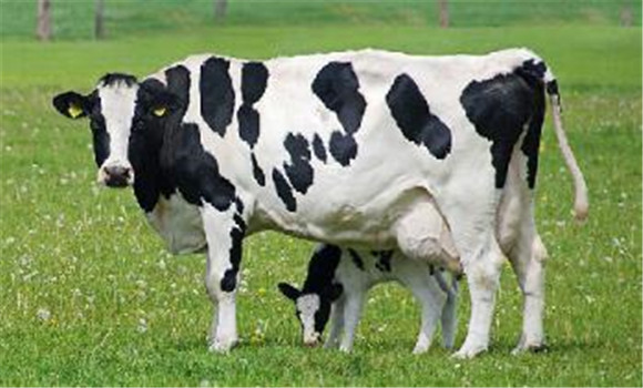 奶牛的产后管理