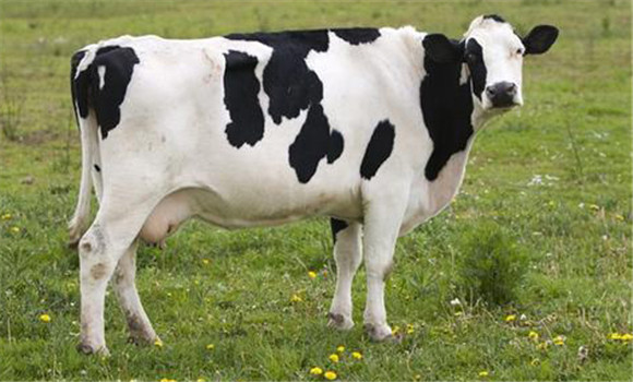 如何提高母牛繁殖力