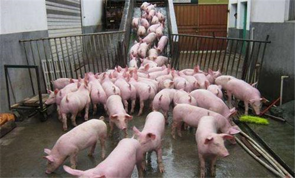 各生产时期猪只的数量