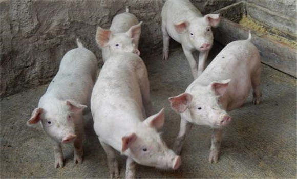 肉猪育肥的常见方法