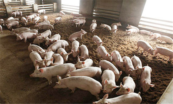 生物环保养猪技术原理