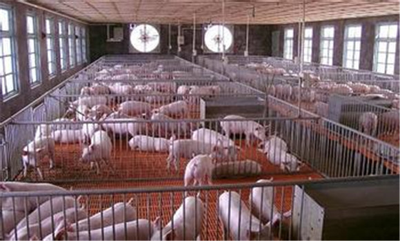 环保养猪场建设对猪舍设计的要求