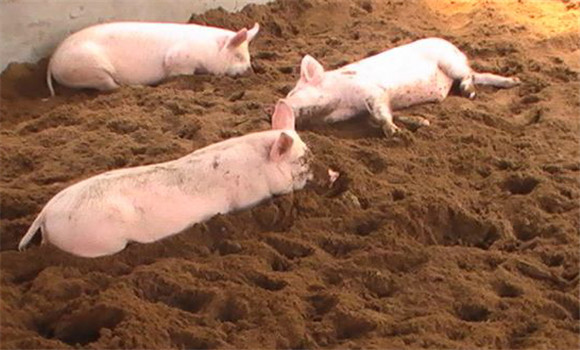 发酵床养猪成本高吗