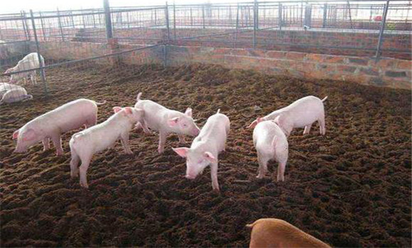 发酵床养猪异常情况的处理