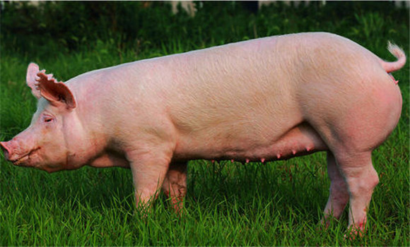 评定母猪繁殖性能指标主要有哪些