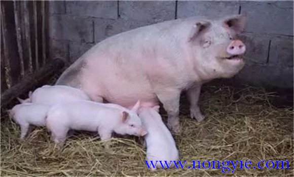 母猪采食量下降的常见原因