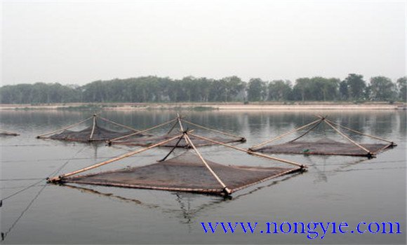 革胡子鲶的高密度饲养