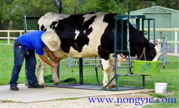 母牛产后护理方法 母牛产后护理饲养管理要点