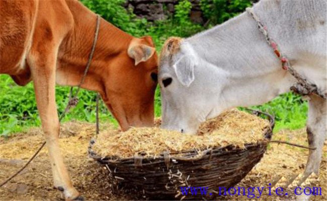养牛节省草、节省饲料的九种办法