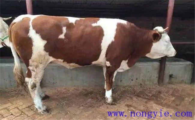 母牛产道炎病的症状表现和防治方法