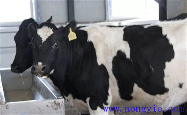 奶牛优质高产饮水管理措施有哪些