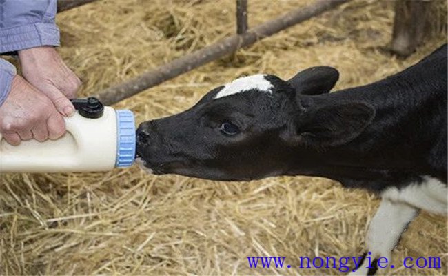 犊牛初乳的饲喂方法