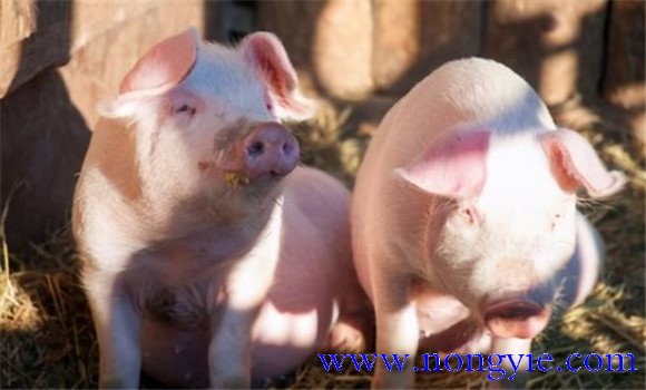 猪大肠杆菌病的预防措施