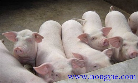 猪群整体发烧怎么办 猪群健康管理技术要点