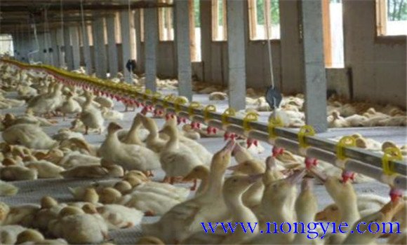蛋鸭标准化养殖技术