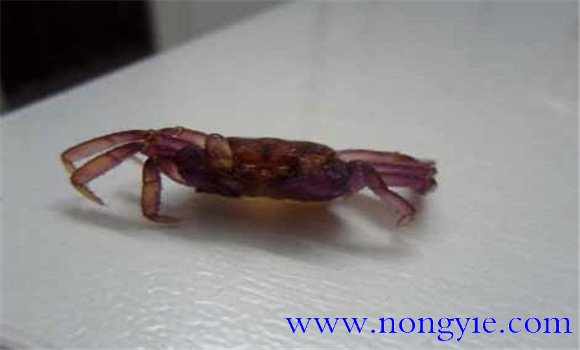 河蟹脱壳的规律
