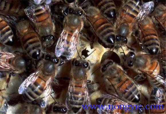 蜜蜂白垩病的症状特点与预防