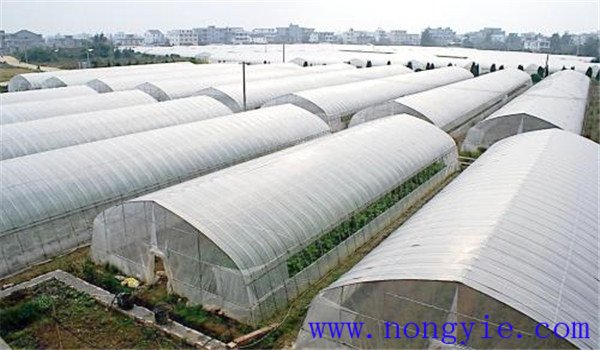 冬季大棚蔬菜管理要随机应变