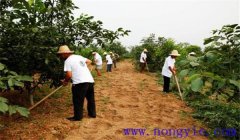 核桃树施肥方法与时间，核桃施肥注意事项