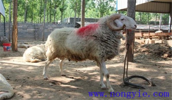 羊副结核病的症状表现