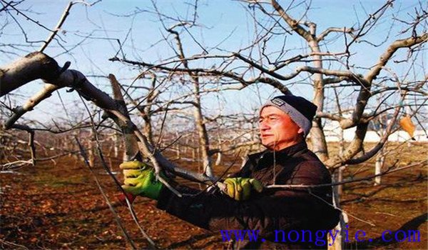 改良苹果树品种
