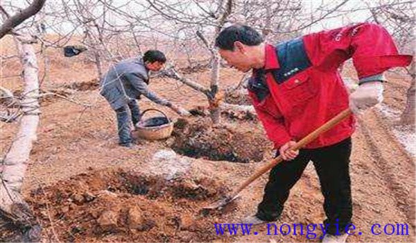 加强苹果树的土肥水管理