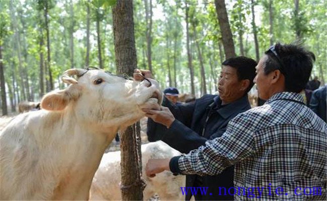 怎么判断牛的年龄