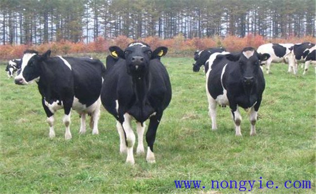 冬春季奶牛科学饲养管理技术