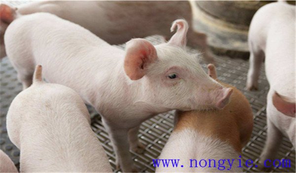 猪营养性腹泻症状表现