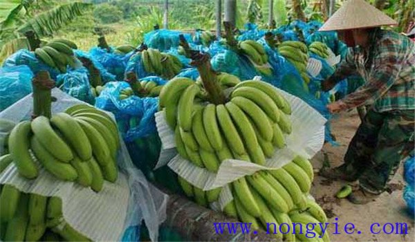 香蕉收获是哪个季节