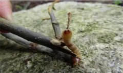 云斑天牛的危害特点 云斑天牛防治方法