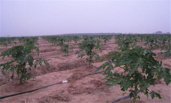 番木瓜种植的水分条件