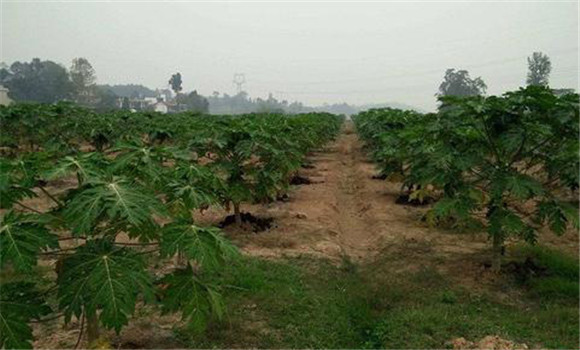 番木瓜种植的土壤条件