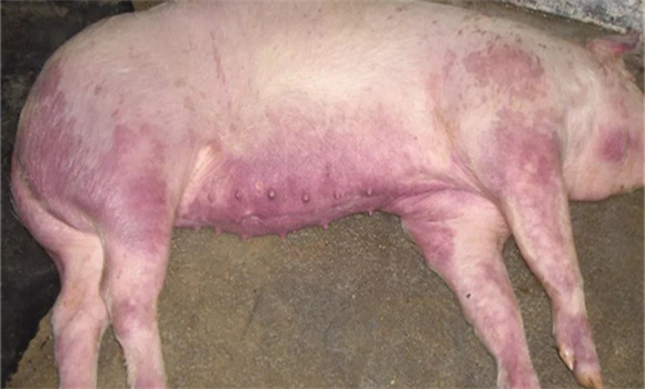 猪高热病的症状