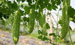 苦瓜种植技术与管理法？苦瓜该如何种植？