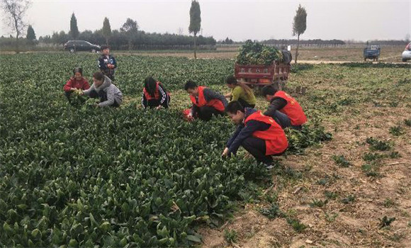 菠菜的采收要点