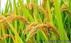 稻子收割时间是什么时候 一亩稻子最高产多少斤