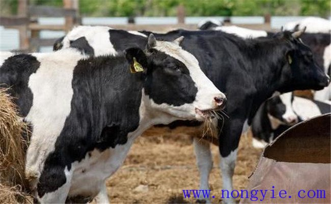 奶牛产奶期的饲养管理技术