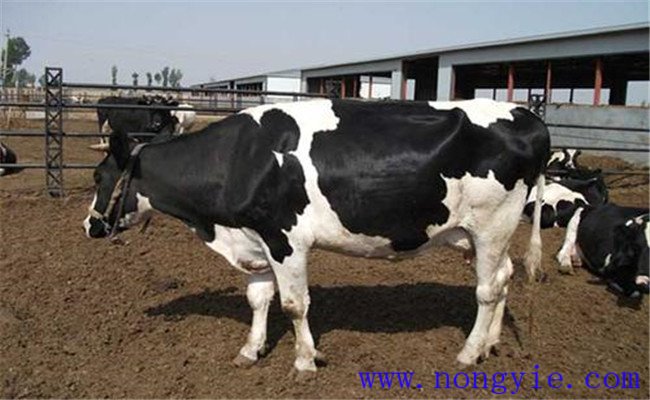 奶牛饲料的饲喂限量范围如何掌握