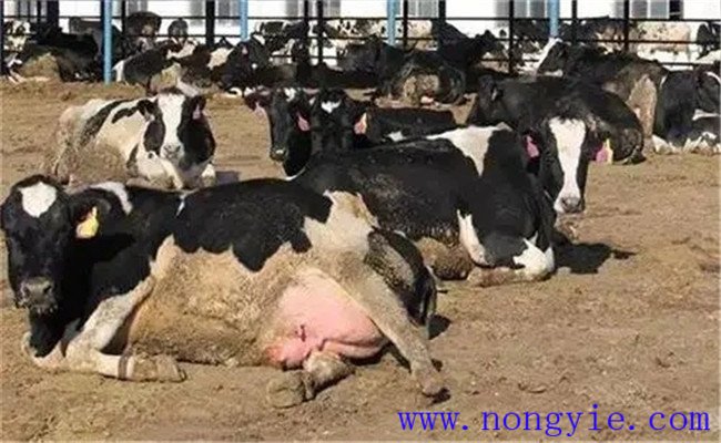 奶牛重点防制的传染病有哪些
